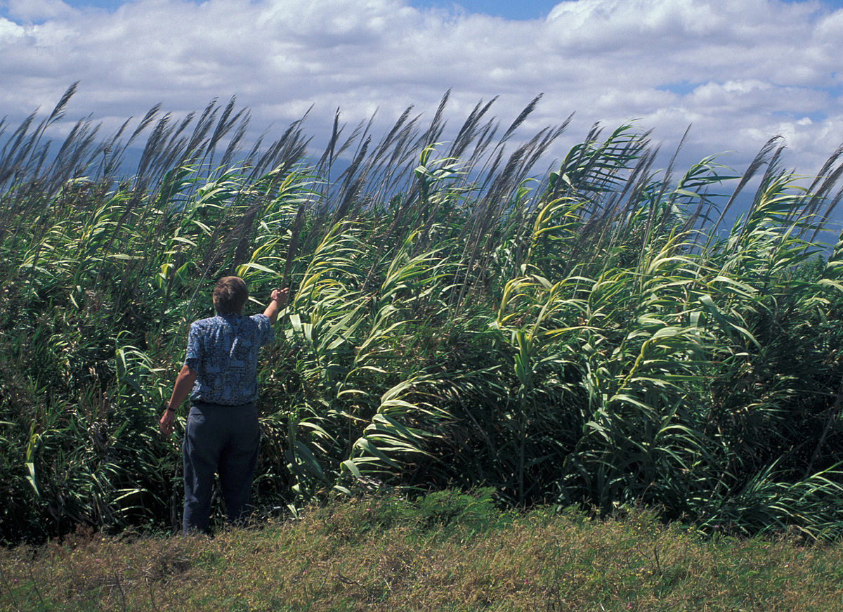 1200px-Arundo.donax2web