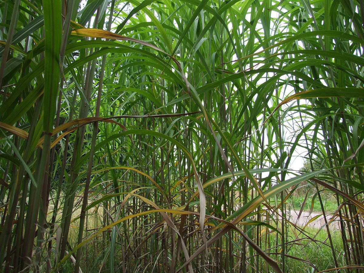 1200px-Miscanthus_Crop