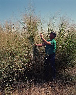 300px-Panicum_virgatum