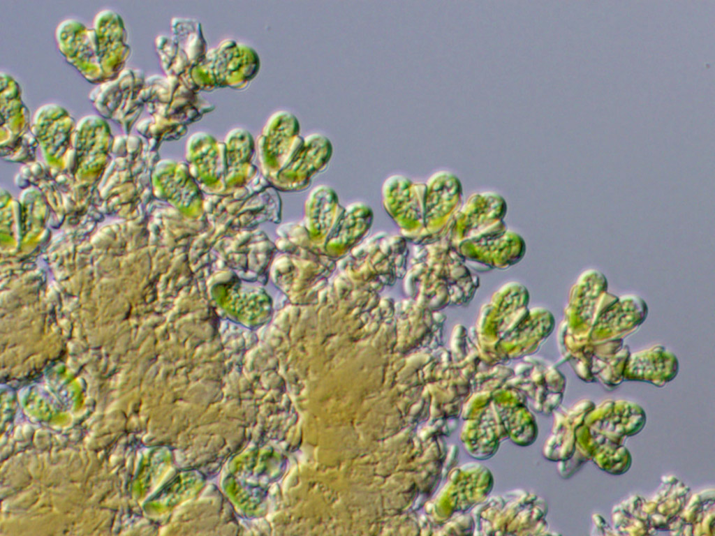 Botyrococcus_wiki