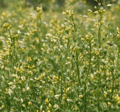 Camelina sativa