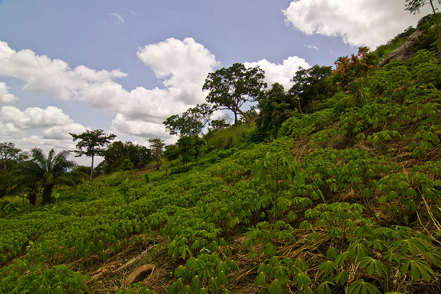 Cassava