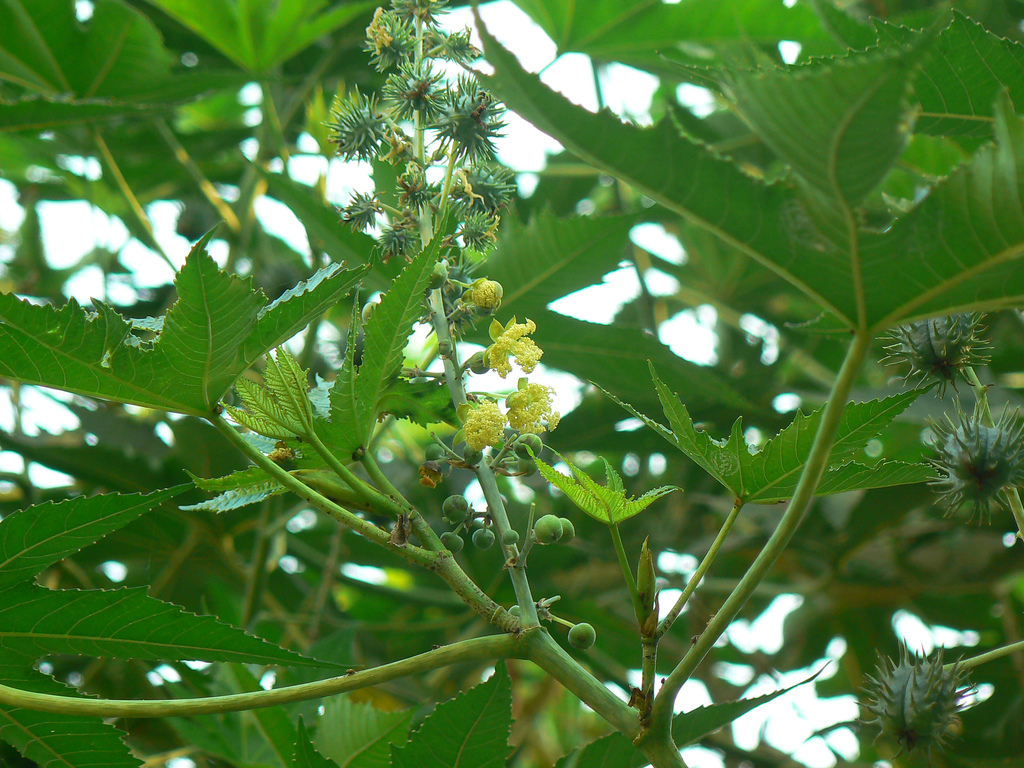 Castor bean flick