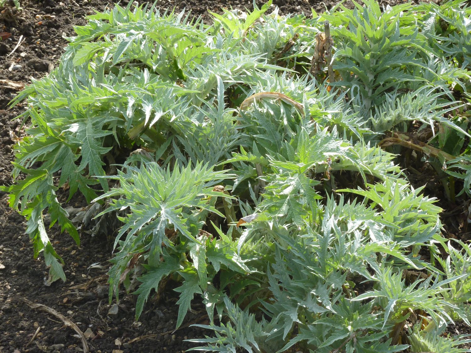 Cynara_cardunculus_Cardoon_(Compositae)_plant