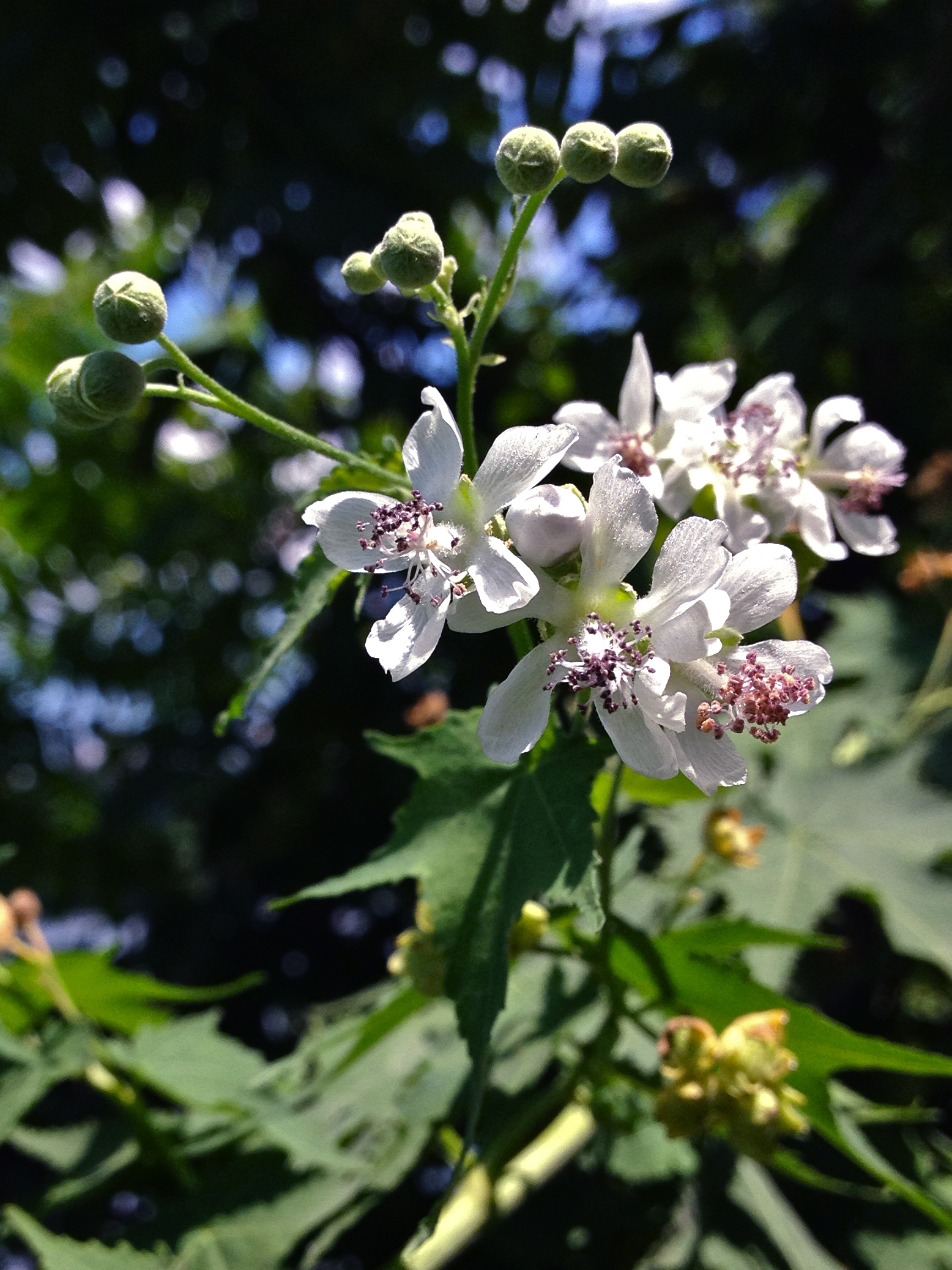 Sida_hermaphrodita_-_Virginia_Fanpetals