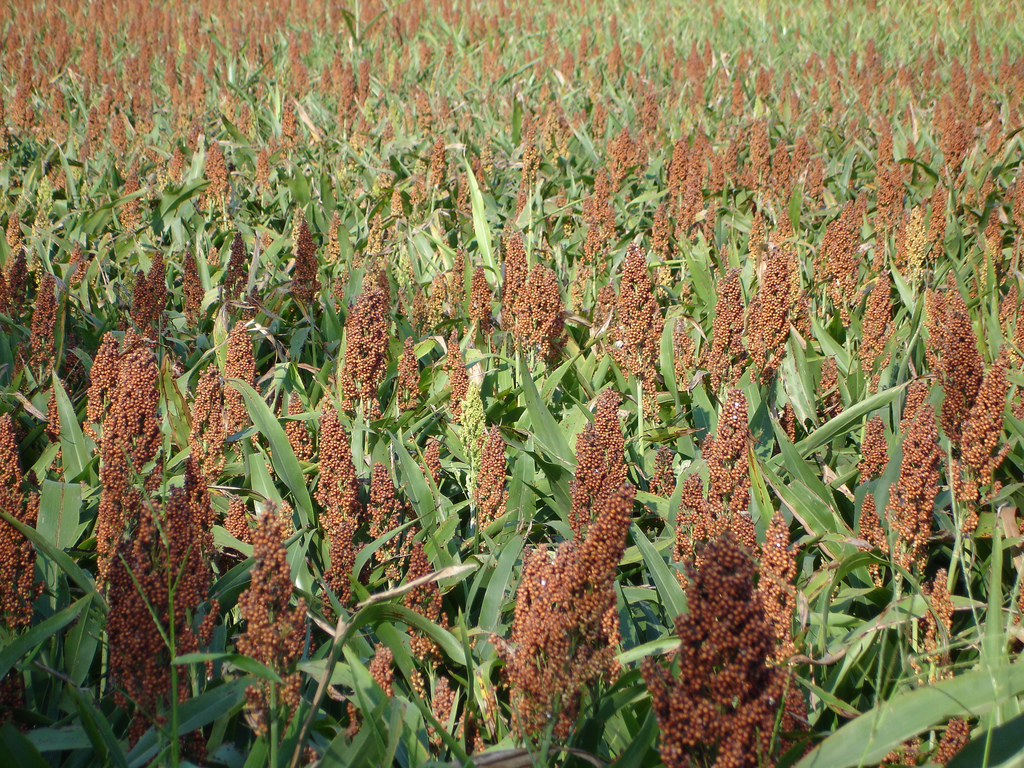 Sorghum