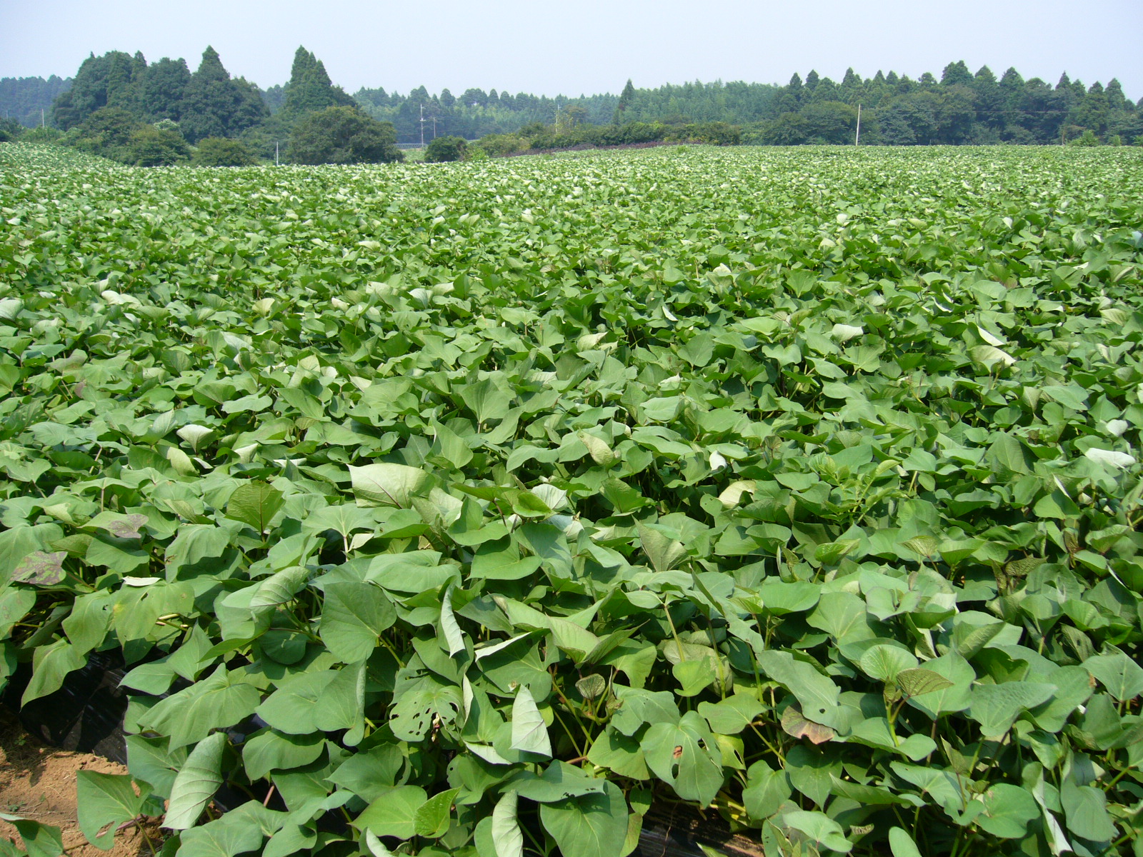 Sweet-potato-field,katori-city,japan