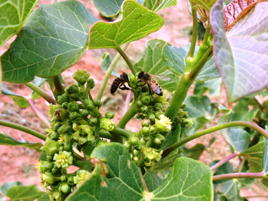 Flowers of the Jatropha tree