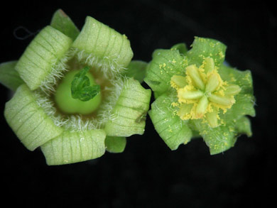 Flowers of the Jatropha tree