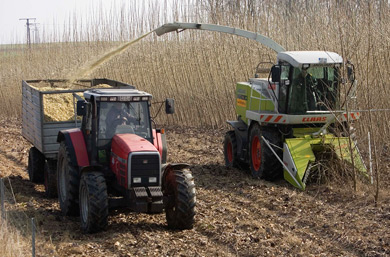 Short rotation coppice - harvesting