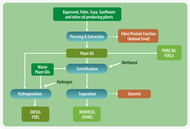 The production of biofuels from vegetable oils